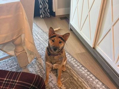 Shiba Inu Puppy, Female, 7 Months Old, Red Sesame, Potty/Crate Trained, Good with Kids/Pets