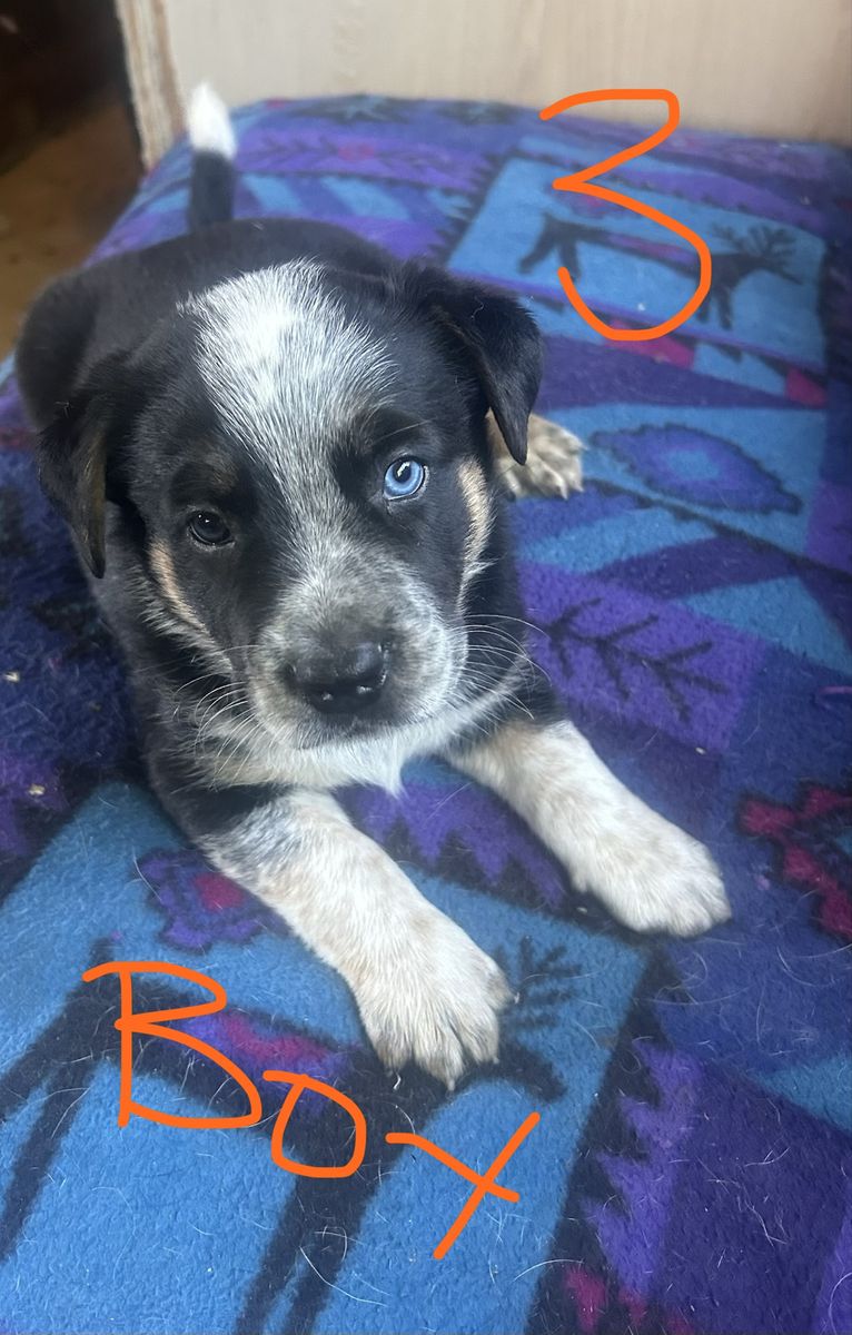 Blue Heeler and Pit Mix Puppy -