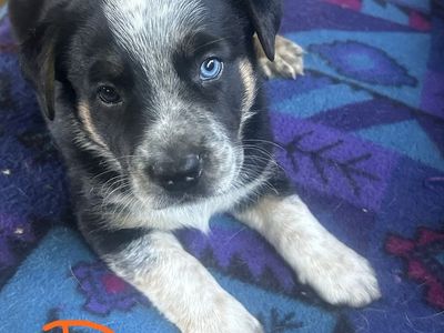 Blue Heeler and Pit Mix Puppy -