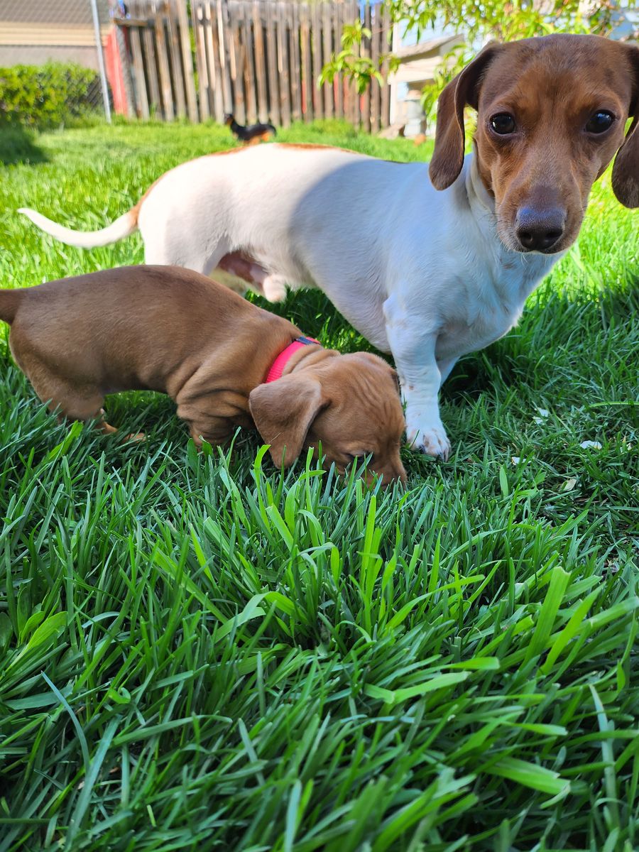 Minature Dachshund