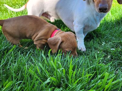 Minature Dachshund