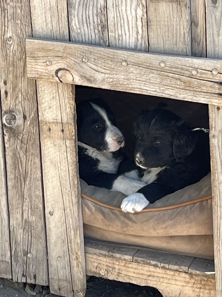 Border Collie Mix Puppies - Black & White and Tri-color