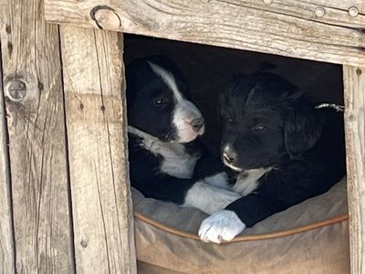 Border Collie Mix Puppies - Black & White and Tri-color