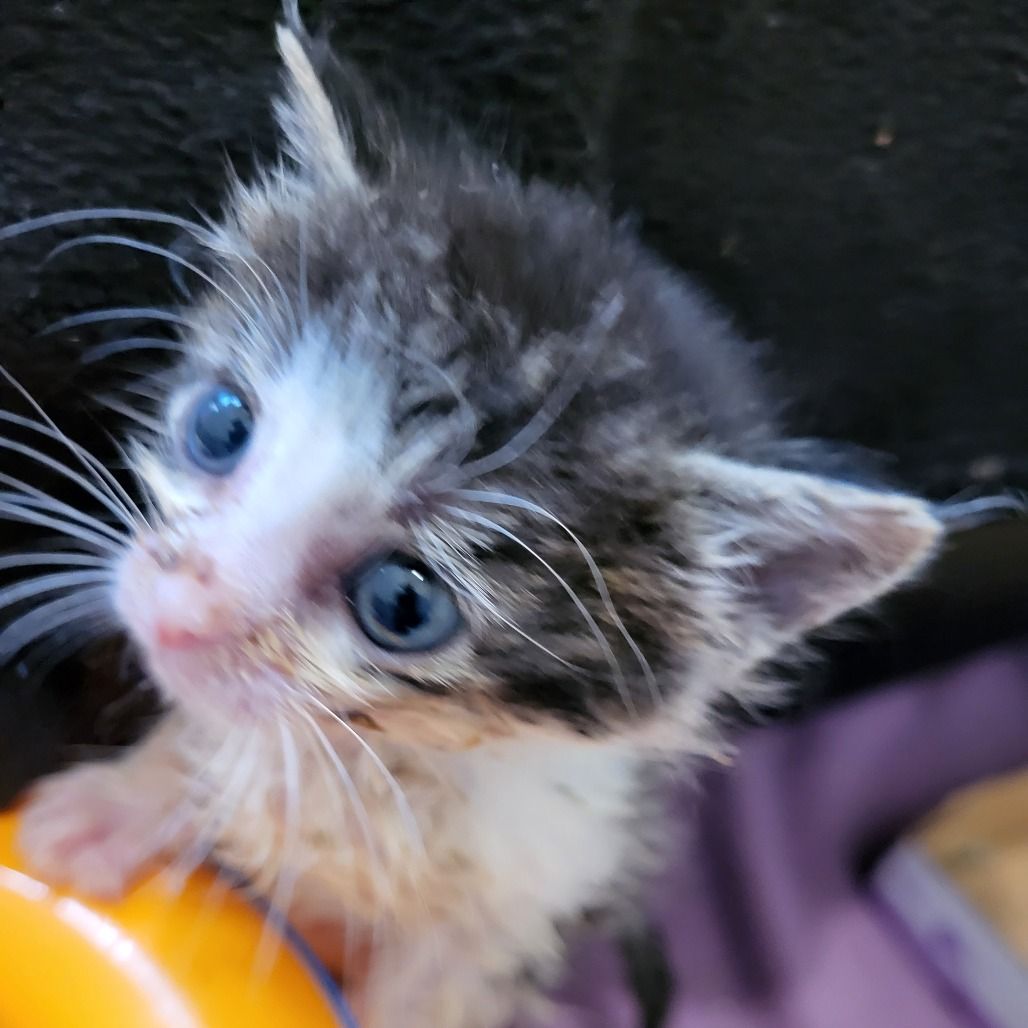 Hello my name is Kitteridge