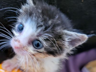 Hello my name is Kitteridge