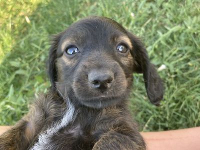 Pure bred long haired mini dachshund