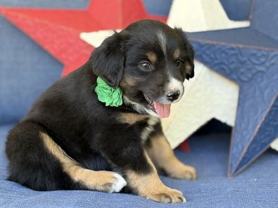 Mini Aussie/ Miniature Australian Shepherd