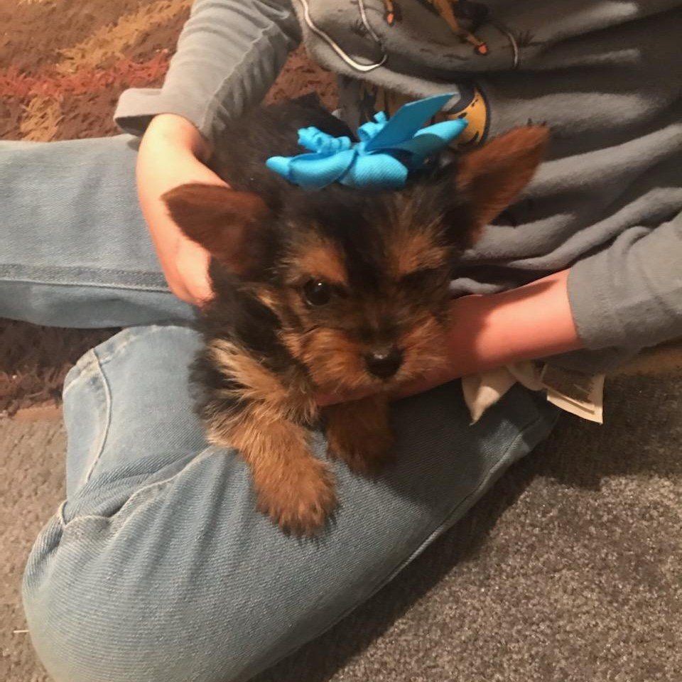 Purebred Yorkie Puppy