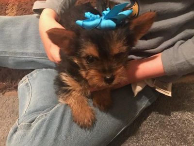Purebred Yorkie Puppy