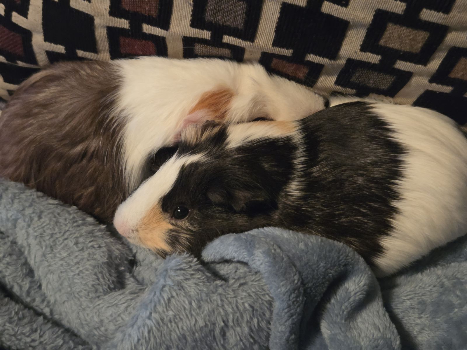 Guinea pig cage