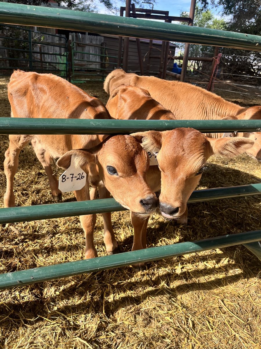 Jersey bull bottle calves 