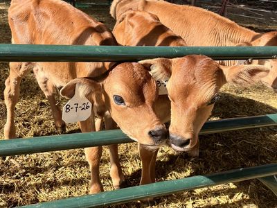 Jersey bull bottle calves