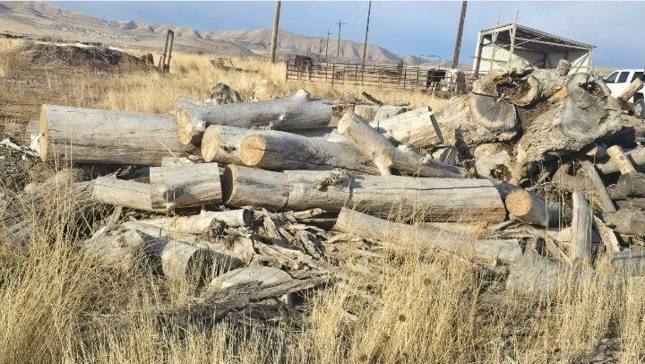 Dried wood / Firewood