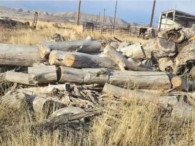 Dried wood / Firewood