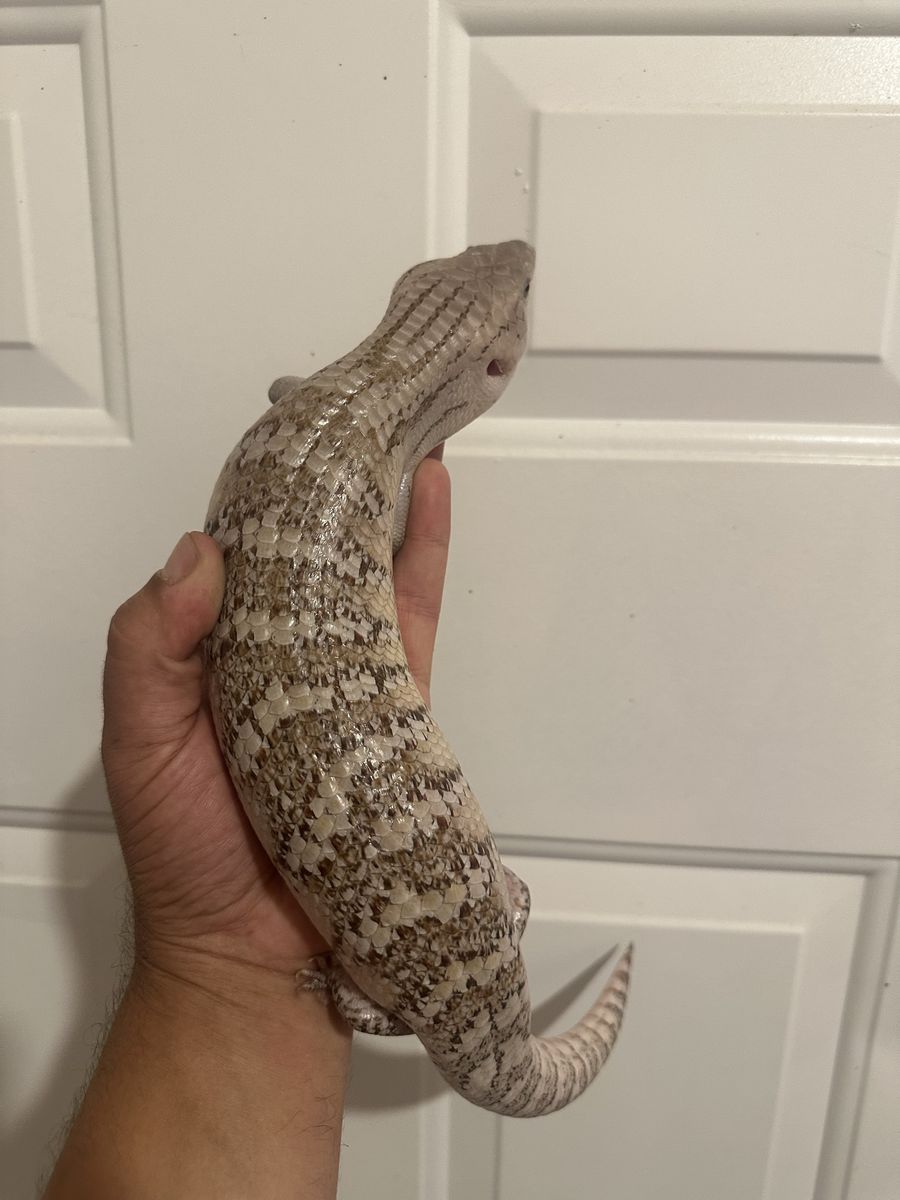 Blue Tongue Skink 