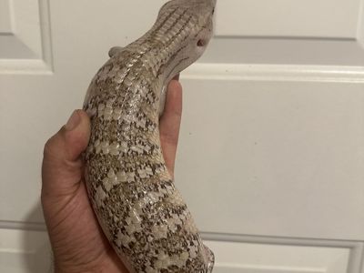 Blue Tongue Skink