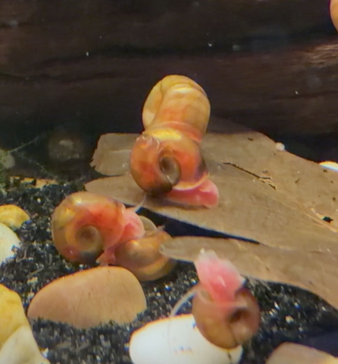 Red Ramshorn snails