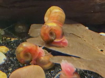 Red Ramshorn snails