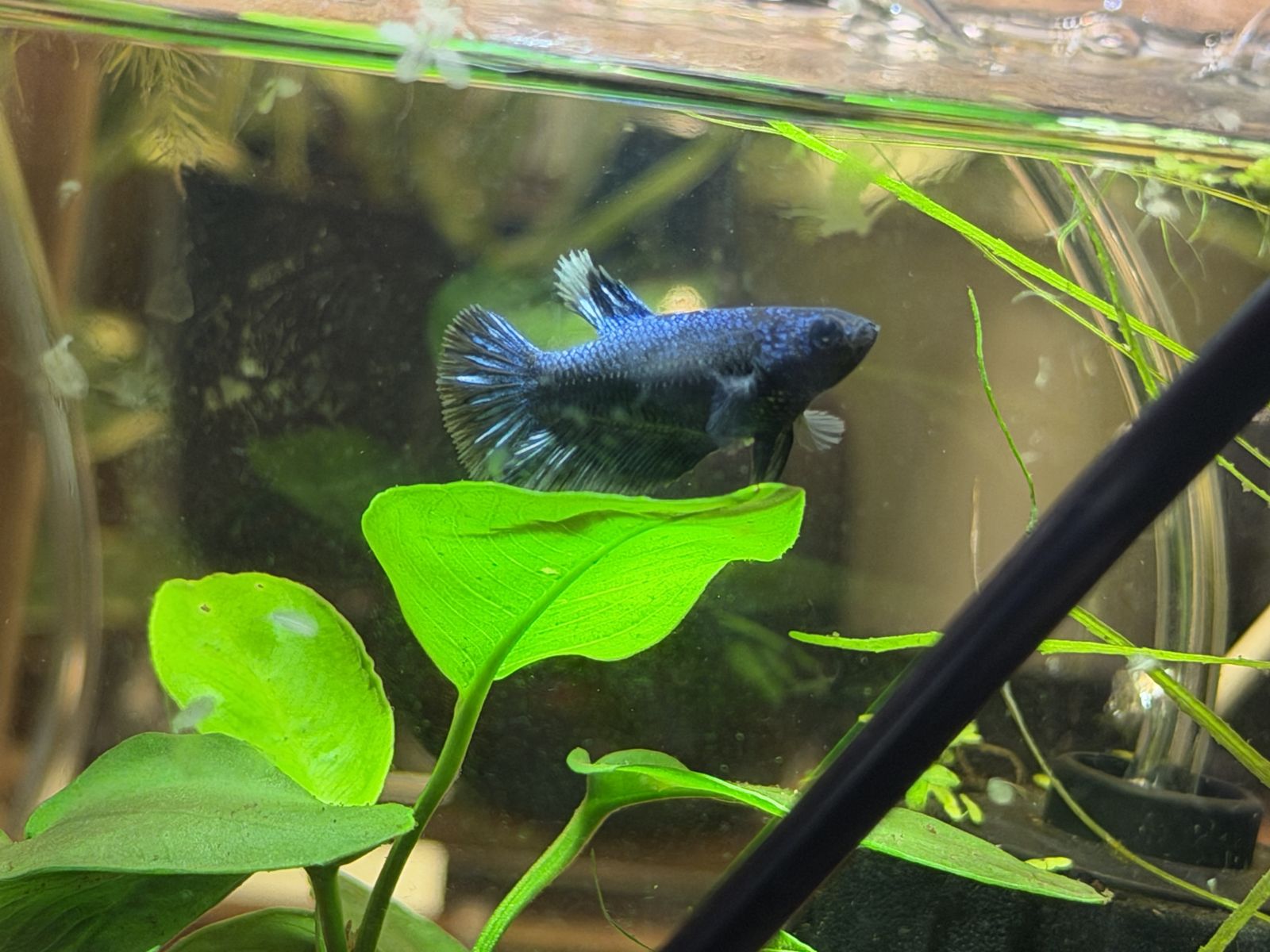 Female Betta