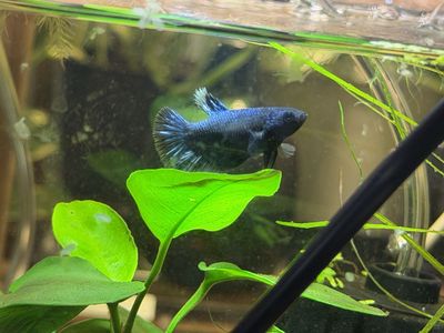 Female Betta