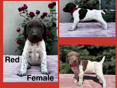 AKC German Shorthair Pointer