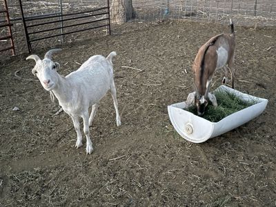 6 Wethers for sale