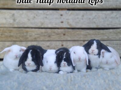 Holland Lops