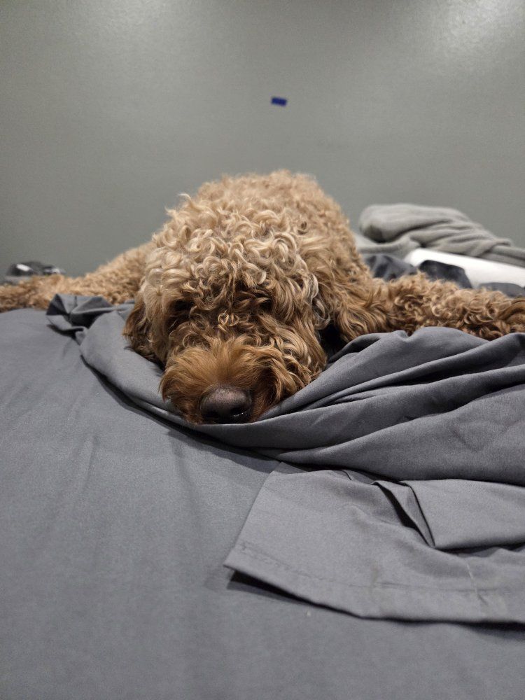F1b Female Goldendoodle