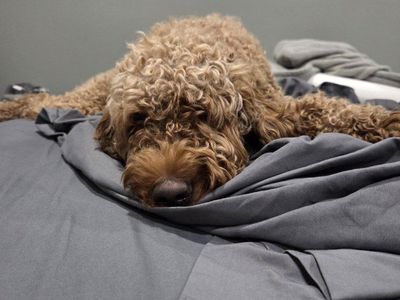 F1b Female Goldendoodle