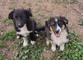 Zane & Godzilla- Male Mini Aussie Australian Shepherds