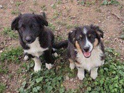 Zane & Godzilla- Male Mini Aussie Australian Shepherds