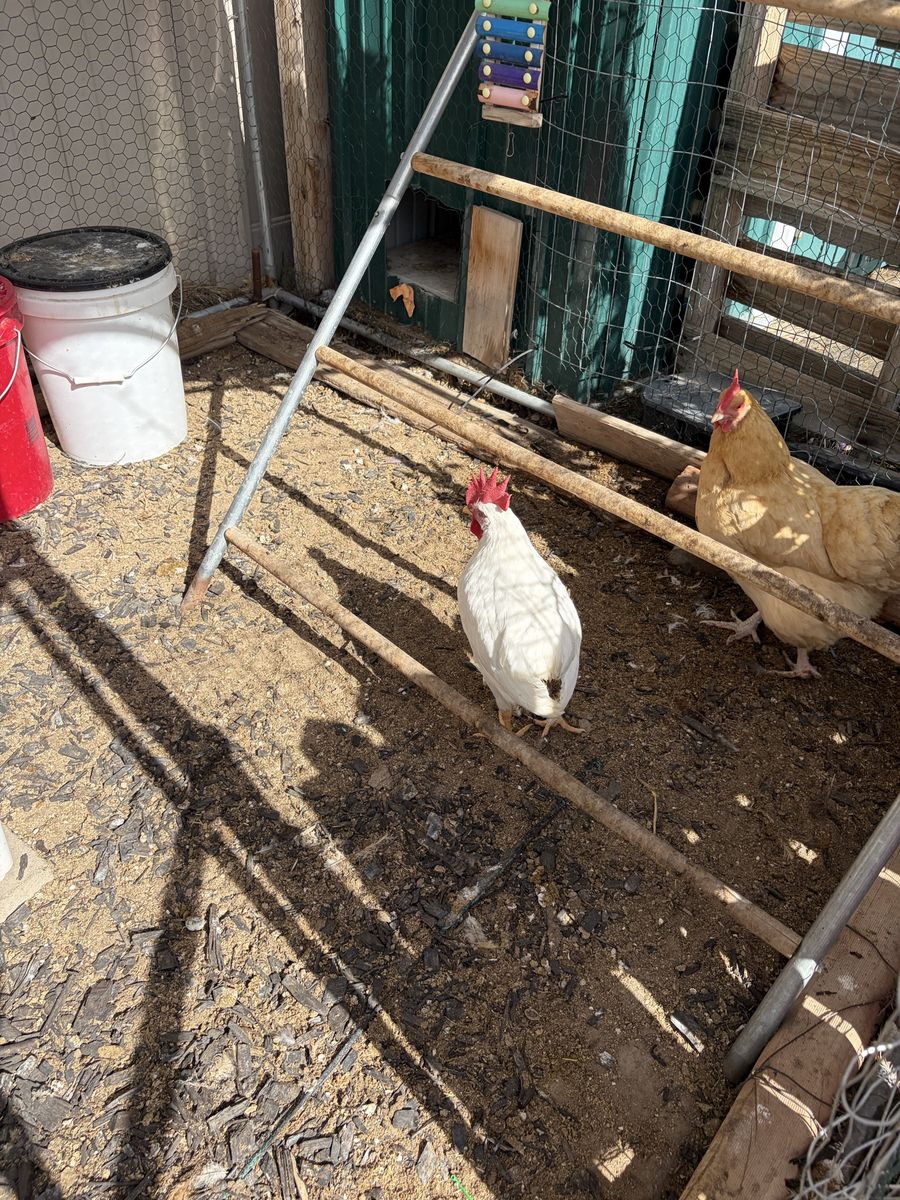 Rooster