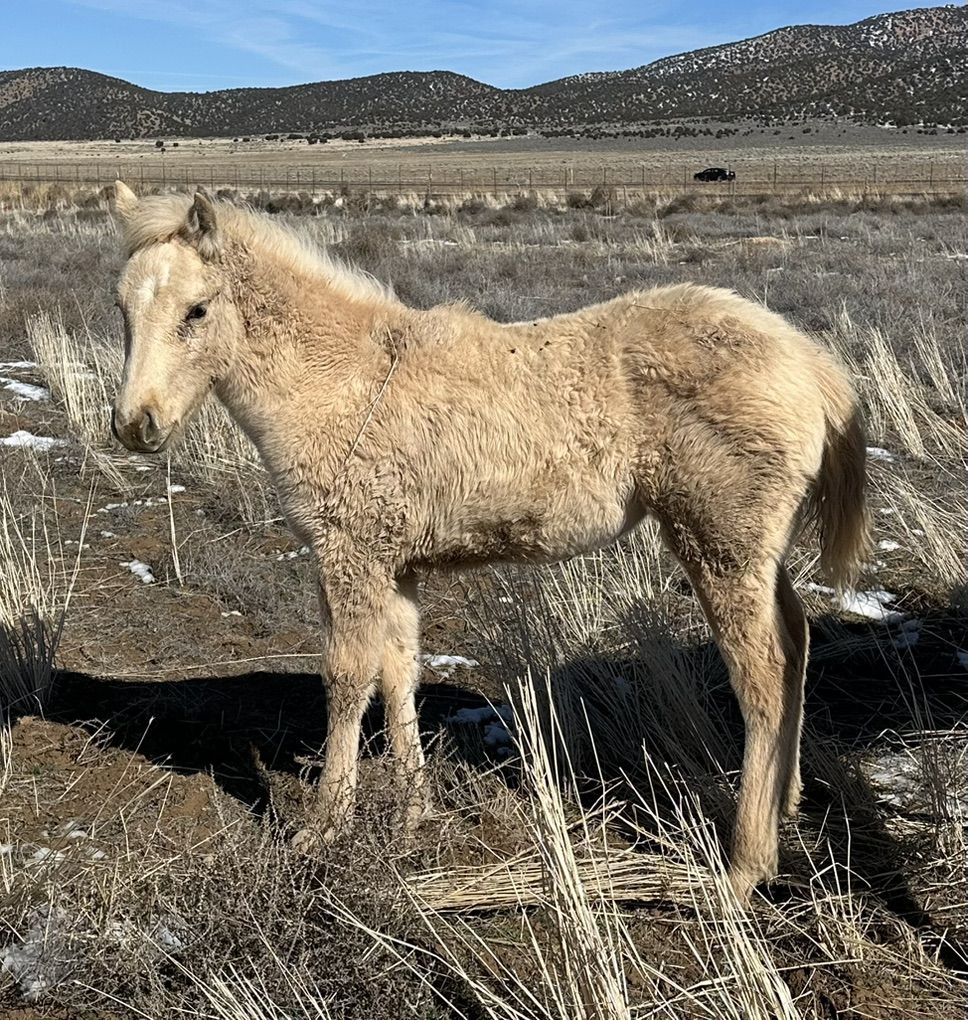 AQHA Palomino Filly