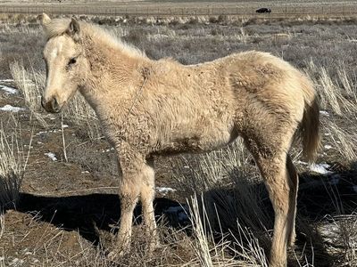 AQHA Palomino Filly
