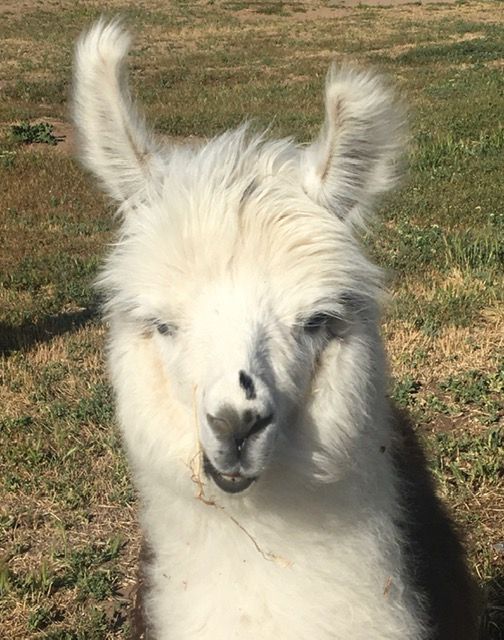 llamas