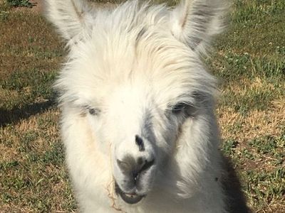 llamas