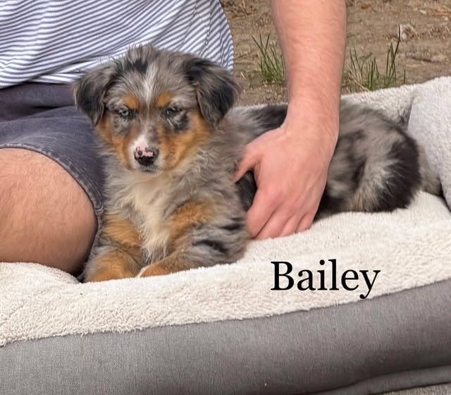 AKC Purebred Australian Shepherd / Border Collie Cross