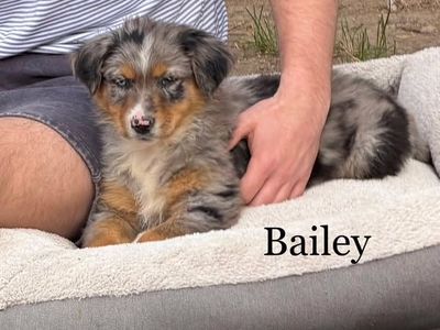 AKC Purebred Australian Shepherd / Border Collie Cross