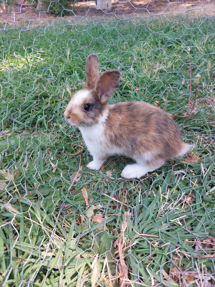 Baby Bunny- Pure Mini Rex
"Scout"