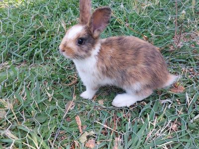 Baby Bunny- Pure Mini Rex
"Scout"
