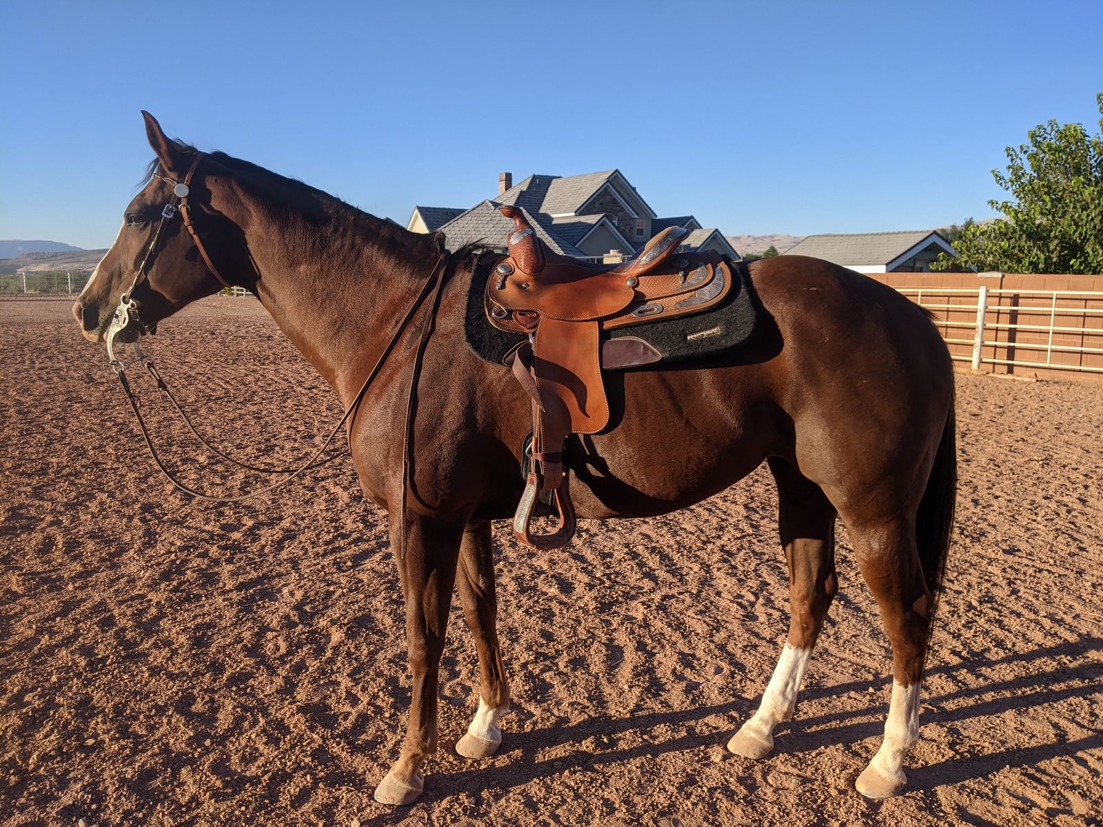 “Ruby” - The Girl Got Rhythm - 2007 Registered mare
