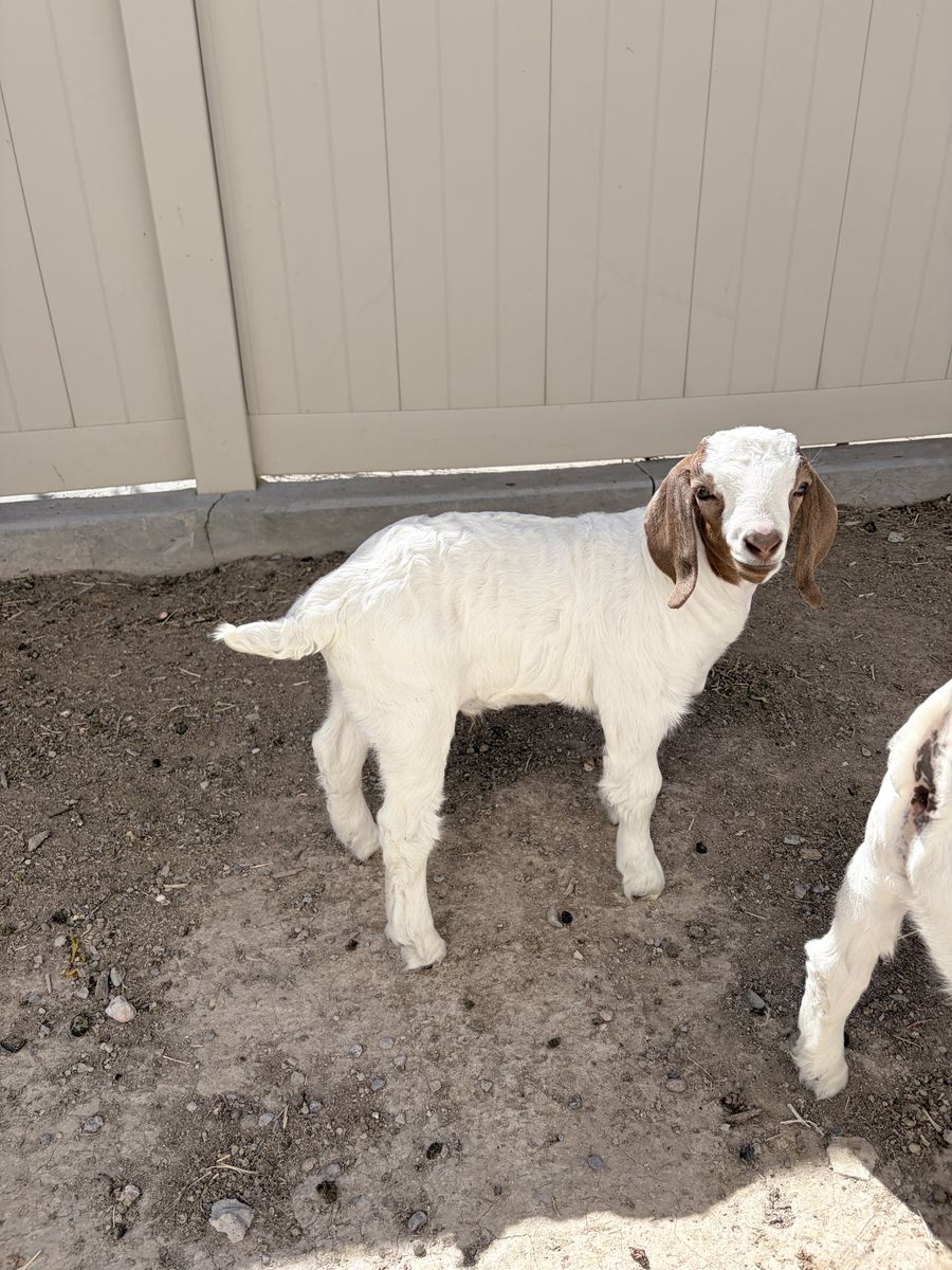 Only 1 Boer Goat Kid left