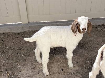 Only 1 Boer Goat Kid left