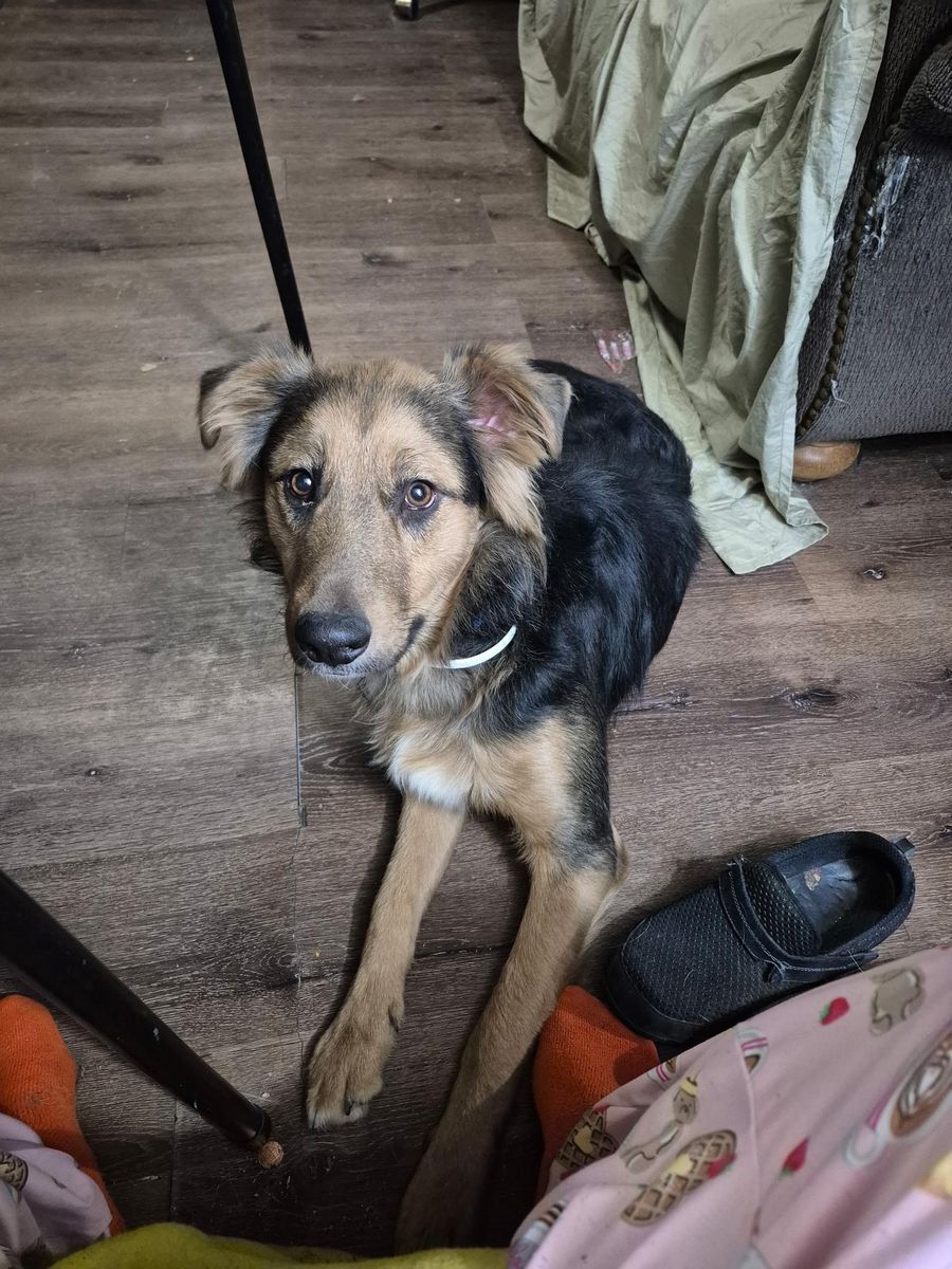 GERMAN SHEPARD
