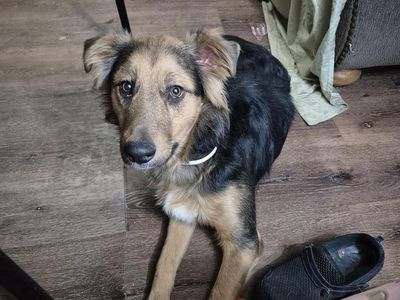 GERMAN SHEPARD
