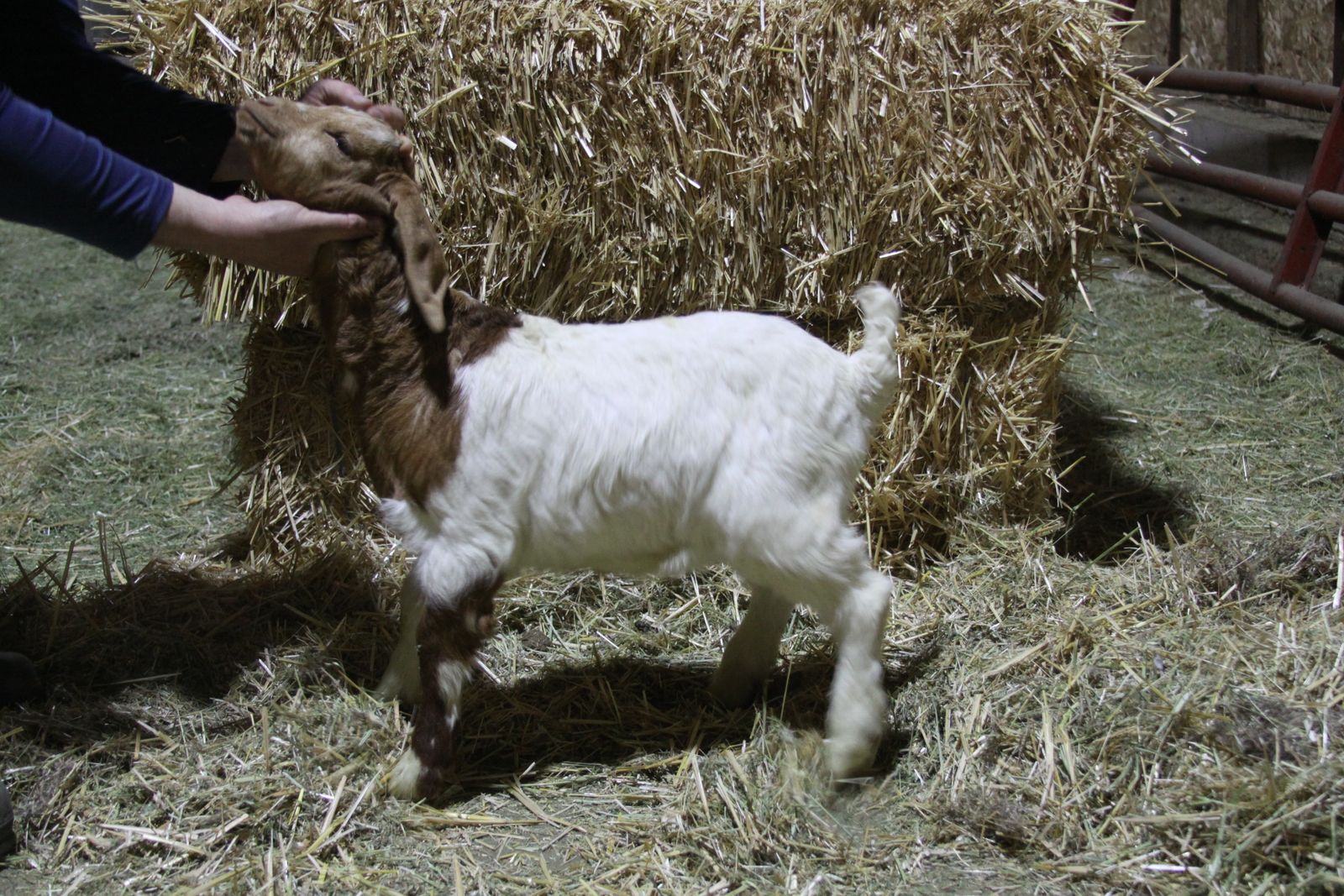 Dapple Boar Buck/Whether/Show Goat