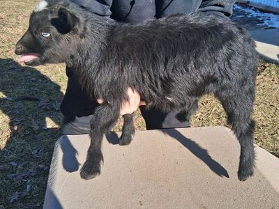 Baby fainting goats!
