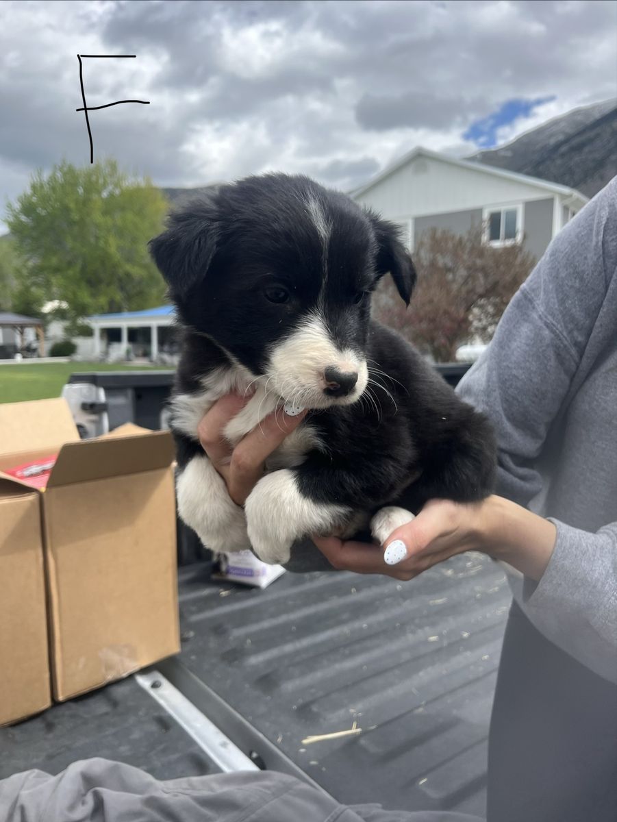 10 Border Collie Puppies