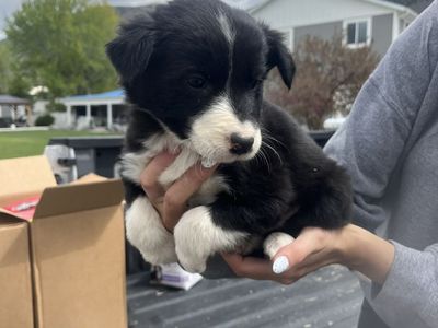 10 Border Collie Puppies