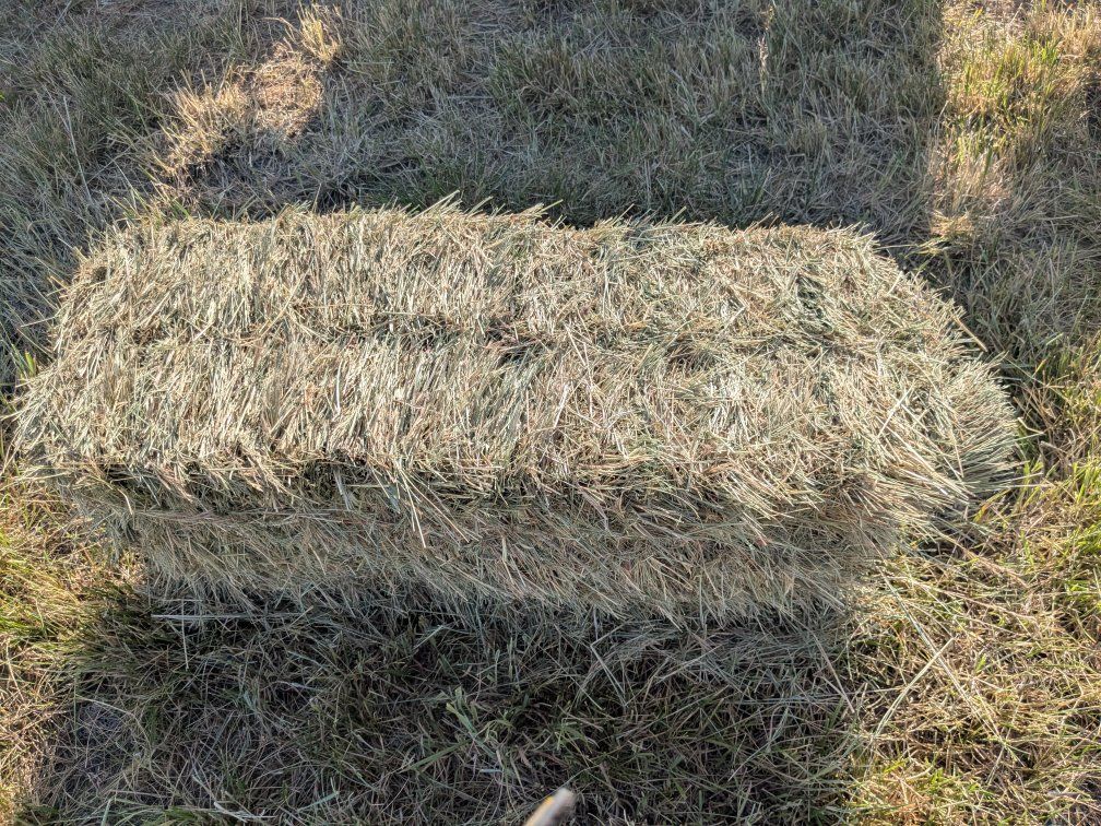 Grass hay